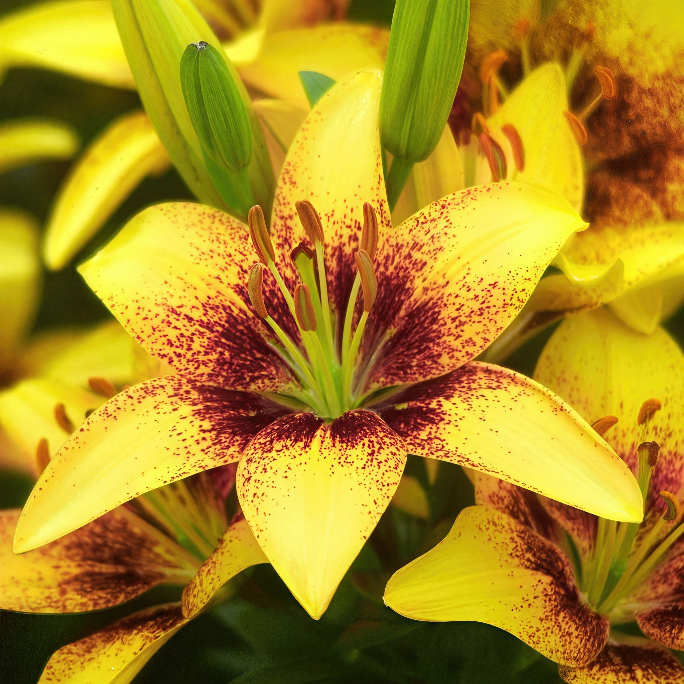 Bare Root Oriental Lily Looks Tiny Nugget Plant (5-Pack)