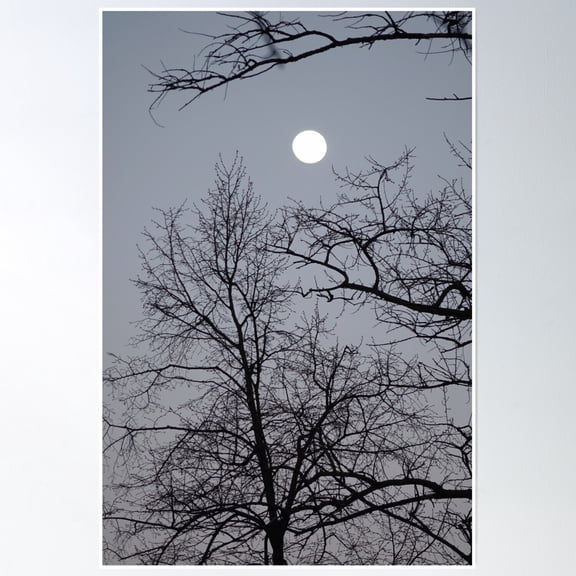 Bare Tree Branches Against The Moonlit Sky Poster Wall Art, Modern Wall Decor, 8x12 UNFRAMED