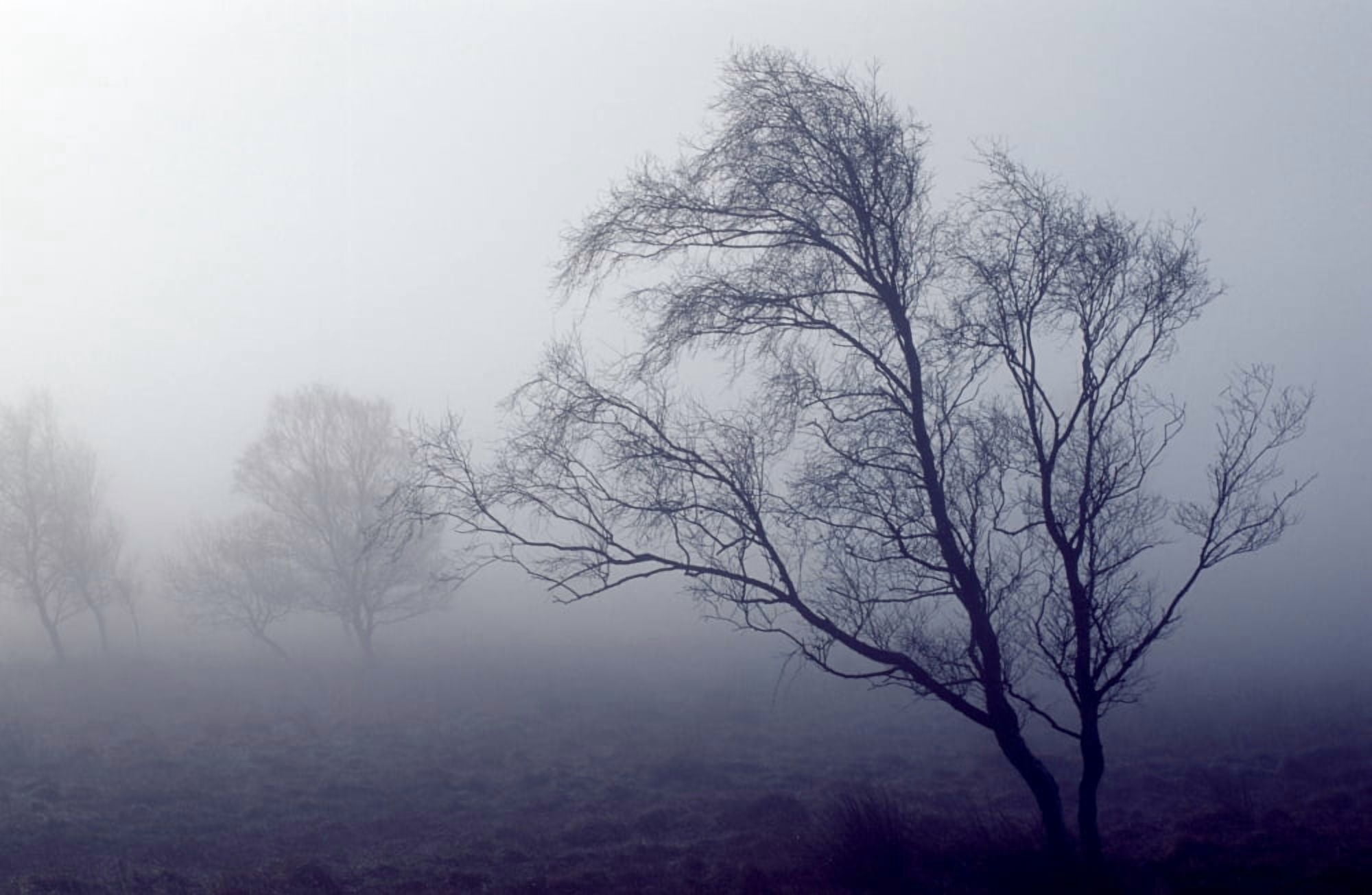 Bare Trees In Thick Fog Peak District National Park Derbyshire England Canvas Art - John Doornkamp Design Pics (19 x 12)