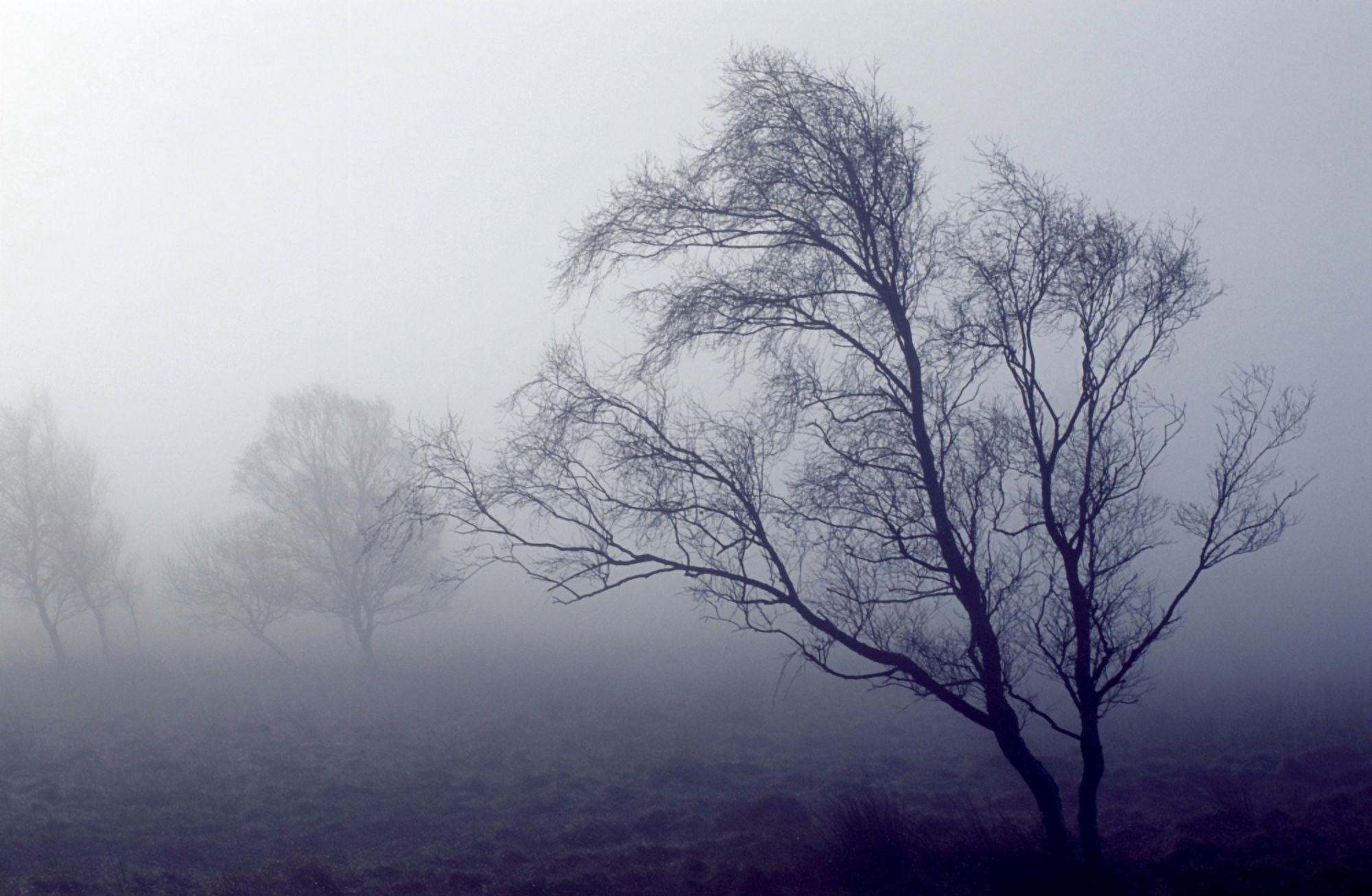 Bare Trees In Thick Fog Peak District National Park Derbyshire England Canvas Art - John Doornkamp Design Pics (38 x 24)