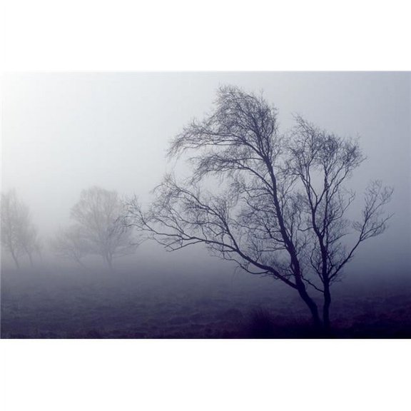 Bare Trees in Thick Fog Peak District National Park Derbyshire England Poster Print by John Doornkamp - 19 x 12