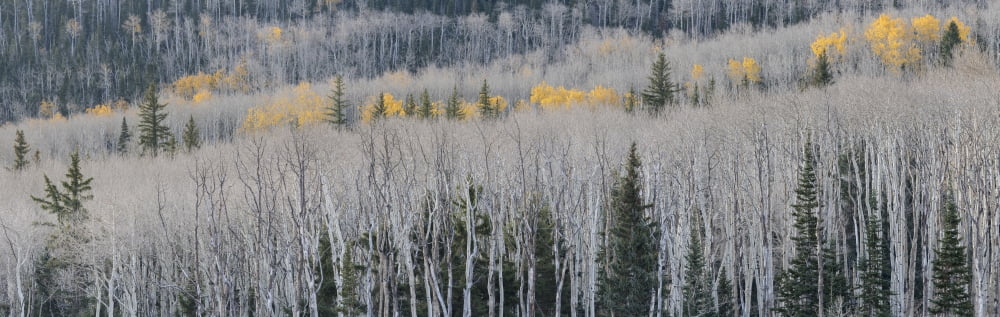 Bare quaking aspens and a few Engelmann spruce in autumn Boulder Mountain Utah USA Canvas Art - Panoramic Images (36 x 12)