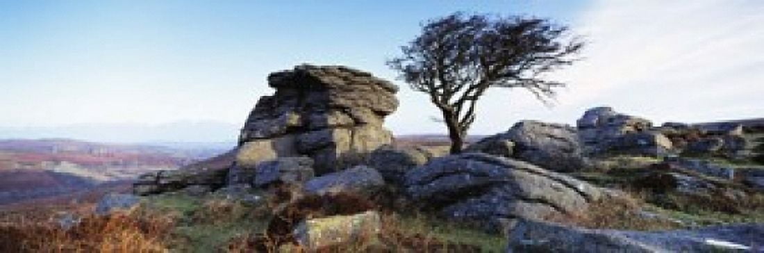 Bare tree near rocks Haytor Rocks Dartmoor Devon England Canvas Art - Panoramic Images (18 x 6)