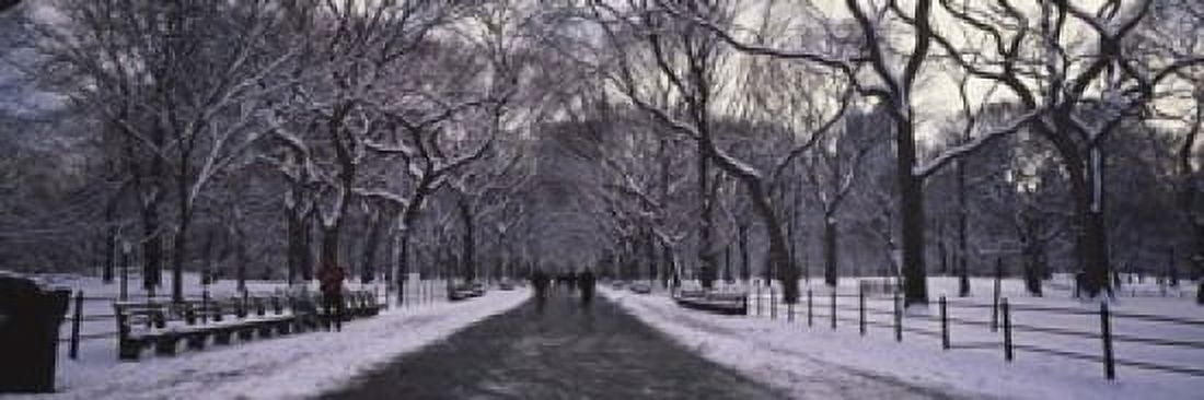 Bare trees in a park Central Park New York City New York State USA Canvas Art - Panoramic Images (18 x 6)