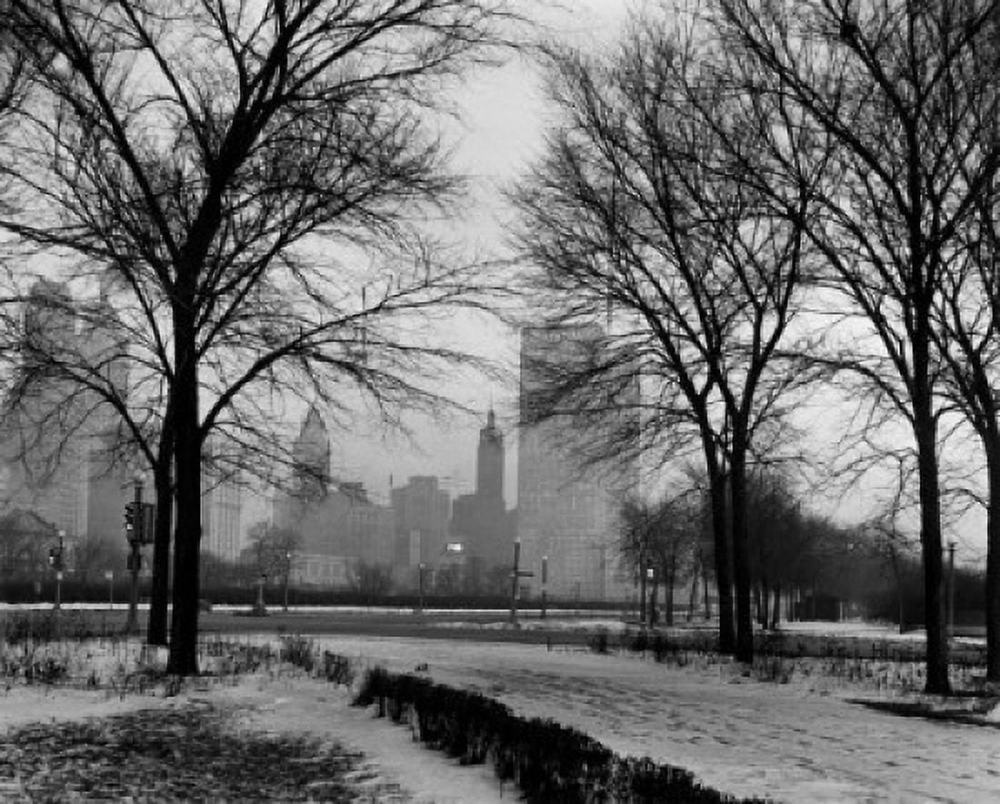 Bare trees in a park Chicago Illinois USA Canvas Art - (24 x 36)