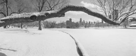Bare trees in a park Lincoln Park Chicago Illinois USA Canvas Art - Panoramic Images (30 x 13)
