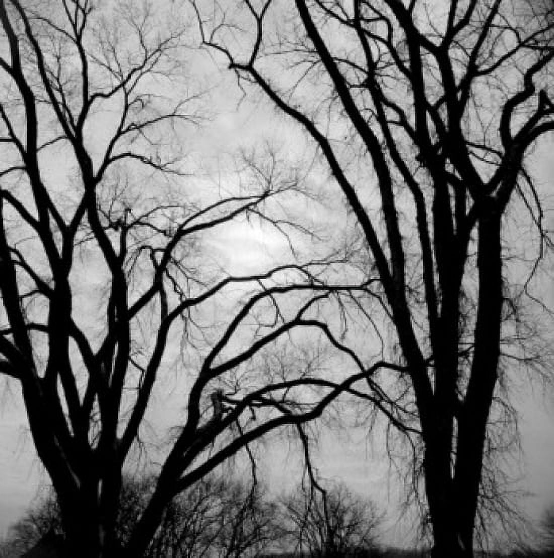 Bare trees in winter Canvas Art - (24 x 36)