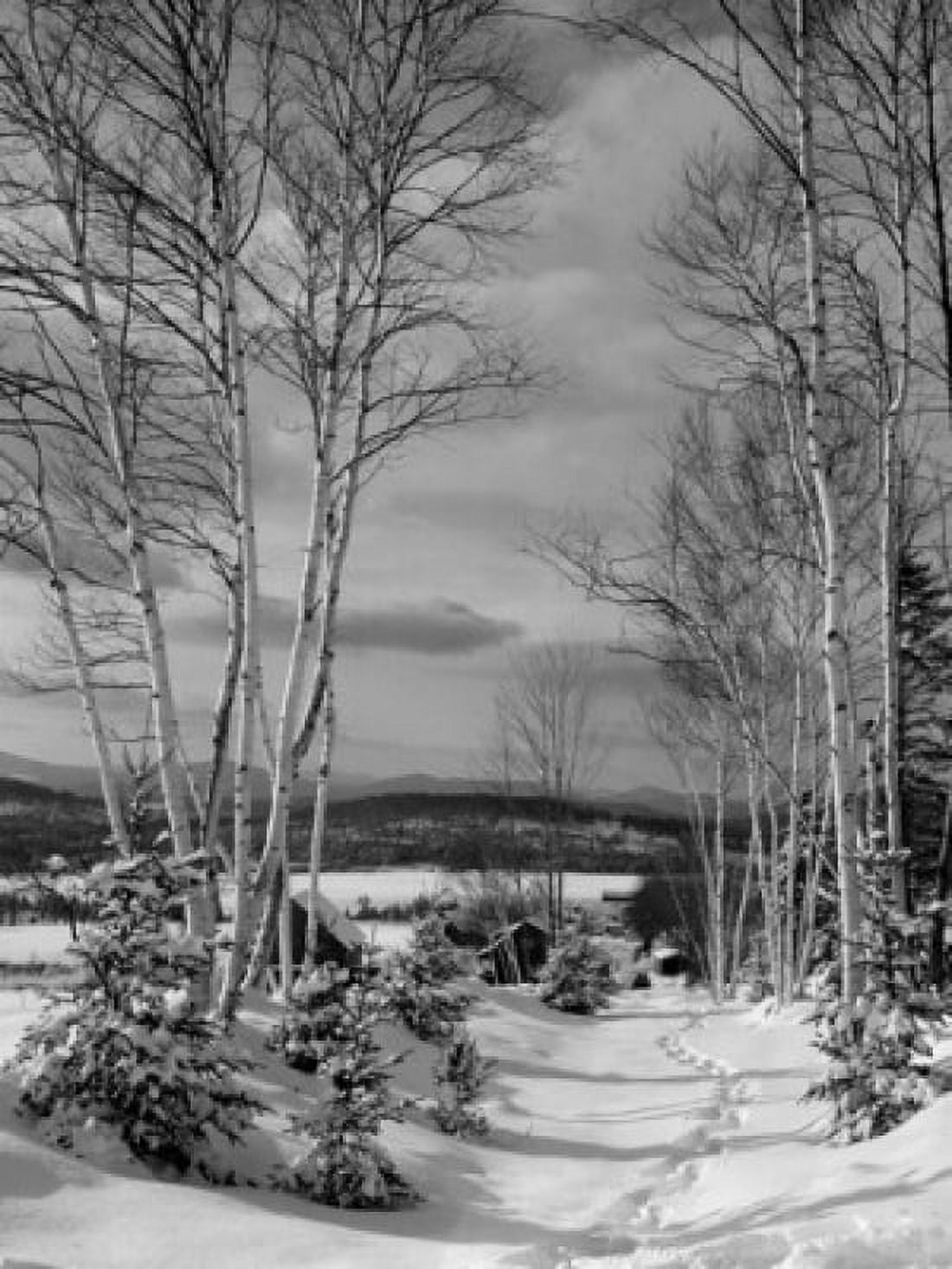 Bare trees on a snow covered landscape Lancaster New Hampshire USA Canvas Art - (18 x 24)