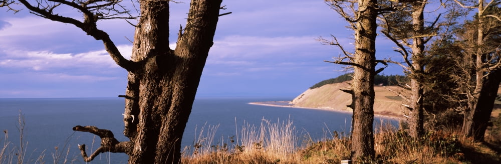 Bare trees on the coast Ebeys Landing Whidbey Island Washington State USA Canvas Art - Panoramic Images (27 x 9)
