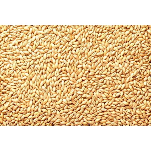 Barely Seeds | All Natural Whole Barley Seed for Juicing, Malt Brewing, Beer Making (1/2 Pound)
