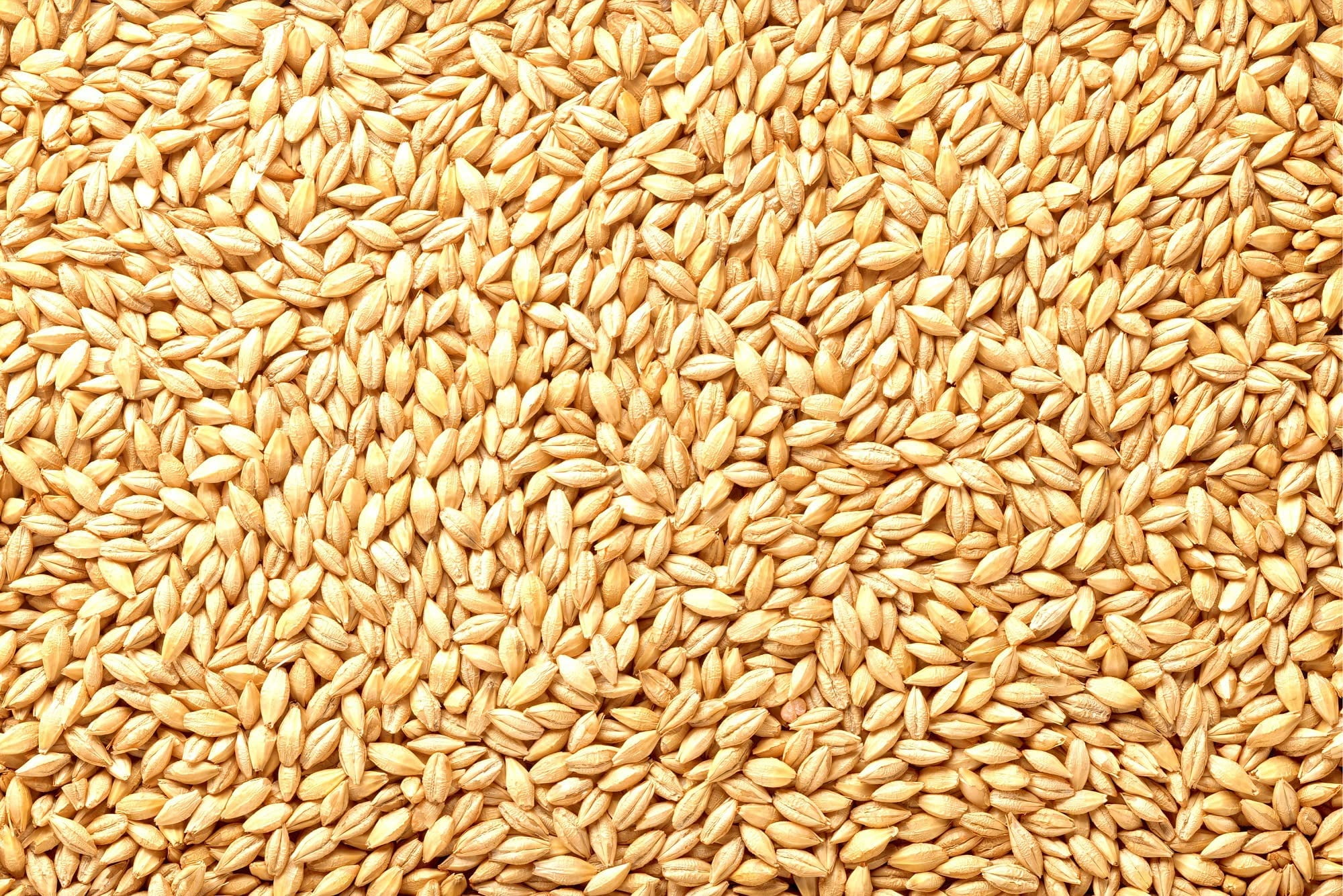 Barely Seeds | All Natural Whole Barley Seed for Juicing, Malt Brewing, Beer Making (5 Pounds)