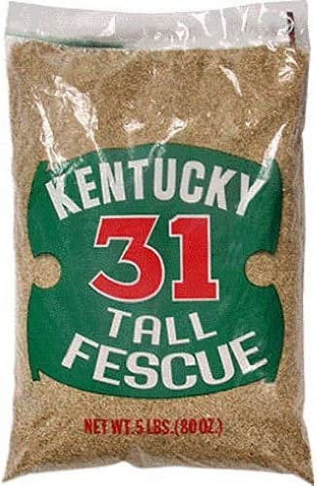 Barenbrug 16205 5 lb. KY 31 Grass Seed