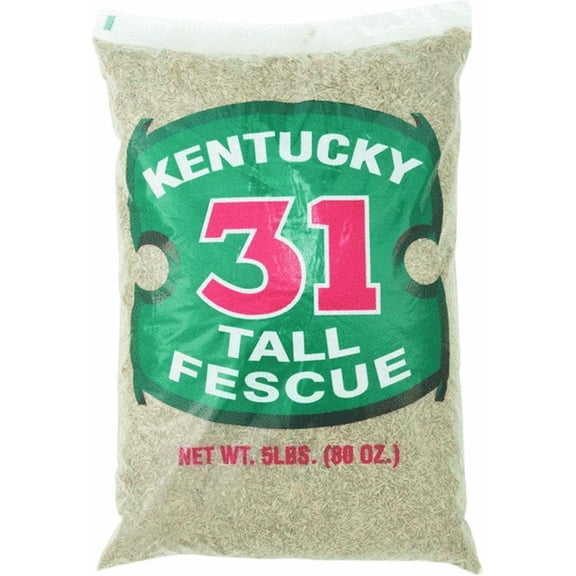 Barenbrug Kentucky 31 Tall Fescue Grass Seed 1000 Sq. Ft. Polybagged 5 Lb.