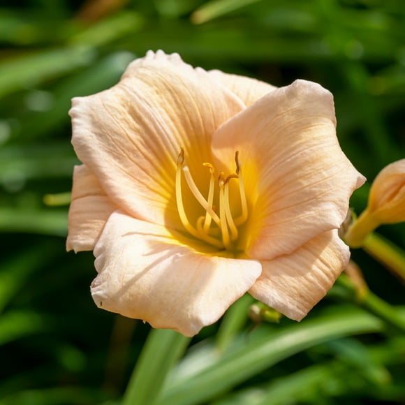 Bareroot Daylily Mini Pearl Live Perennial Plant with Pink Flowers (3-Pack)
