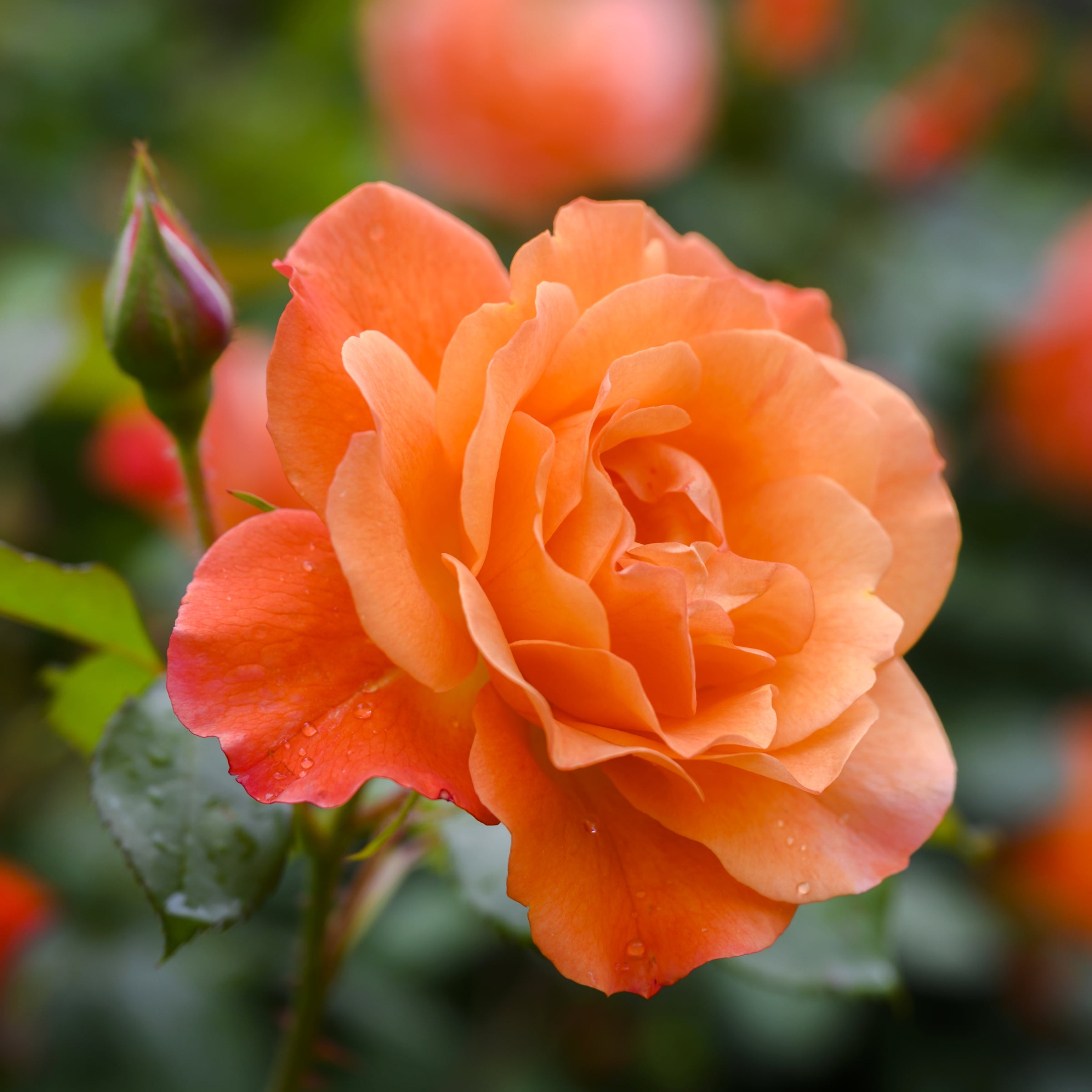 chieart 『Maria Rose』 Bareroot Maria Stern Hybrid Tea Rose Live Shrub with Full Sunlight