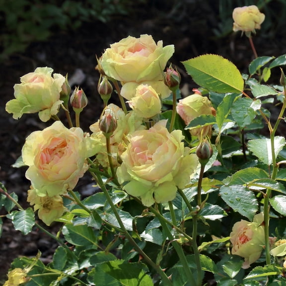 Bareroot Mint Julip Hybrid Tea Rose Live Shrub with Full Sun- 2 Piece