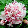 Bareroot Peony，Bare Root Plant ,Great for Fall Planting, Peony Bulbs