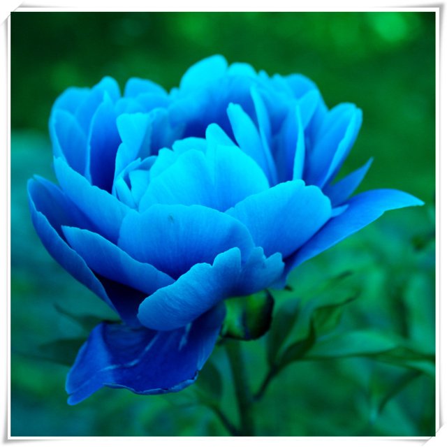 Bareroot Peony, Grow Beautiful Perennial Peony Flowers，Peony Bulbs for