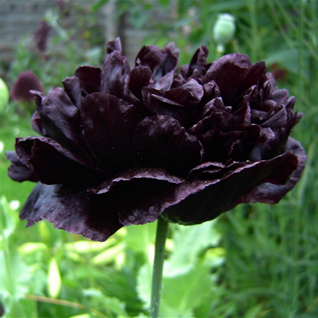 Bareroot Peony, Grow Beautiful Perennial Peony Flowers，Peony Bulbs for