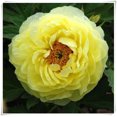 Bareroot Peony, Grow Beautiful Perennial Peony Flowers，Peony Bulbs for