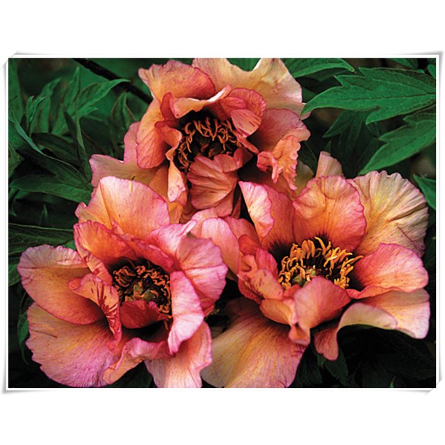 Bareroot Peony, Grow Beautiful Perennial Peony Flowers，Peony Bulbs for