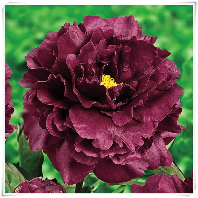 Bareroot Peony, Grow Beautiful Perennial Peony Flowers，Peony Bulbs for