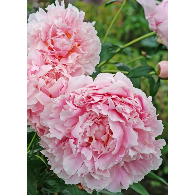 Bareroot Peony, Grow Beautiful Perennial Peony Flowers，Peony Bulbs for