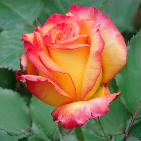 Bareroot Rio Samba Hybrid Tea Rose Live Shrub with Full Sun- 2 Piece
