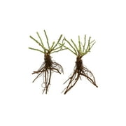 Bareroot Rose Sunbelt Combo Rose Live Shrub with Full Sunlight - 2 Piece