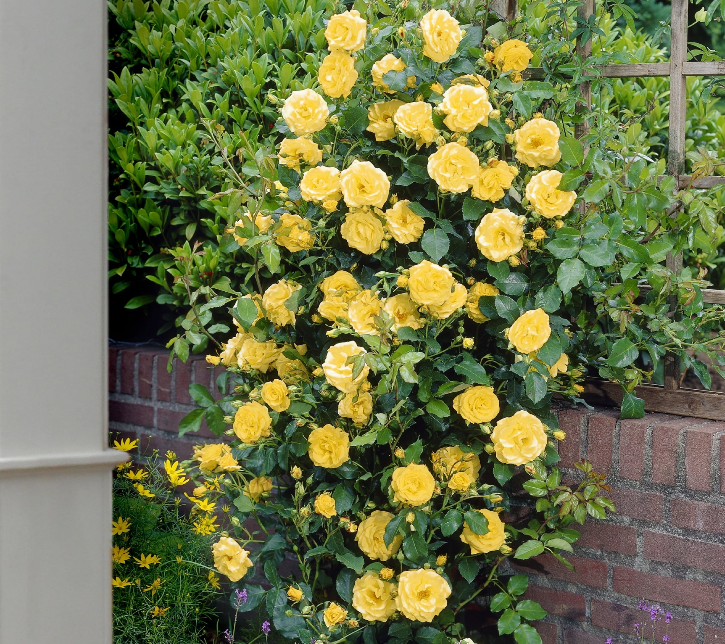 Bareroot Royal Gold Climbing Rose Live Shrub with Full Sun- 2 Piece ...