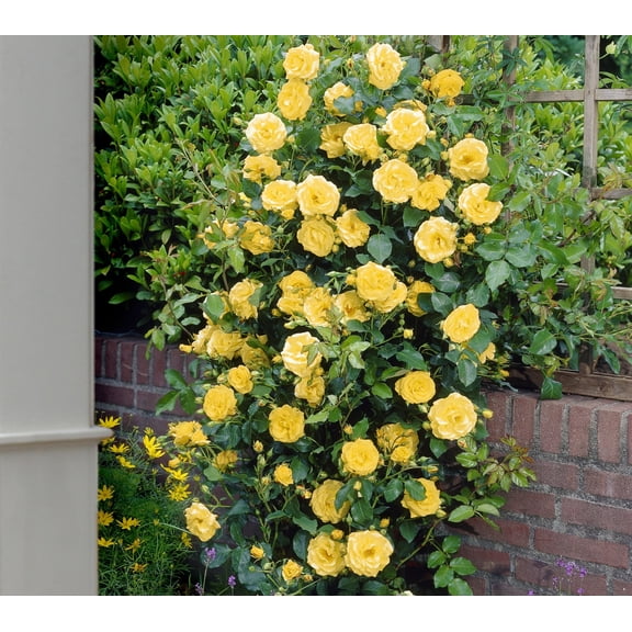 National Plant Network Bareroot Royal Gold Climbing Rose Live Shrub with Full Sun- 2 Piece