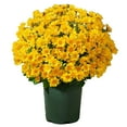 thumbnail image 1 of Barhoo Fall Decorations for Home Fade-Proof Artificial Sunset Chrysanthemum Flowers for Outdoor Decoration – 5 Bundles of Realistic Faux Mums for Garden, Patio, and Porch Fall Decor, 1 of 8