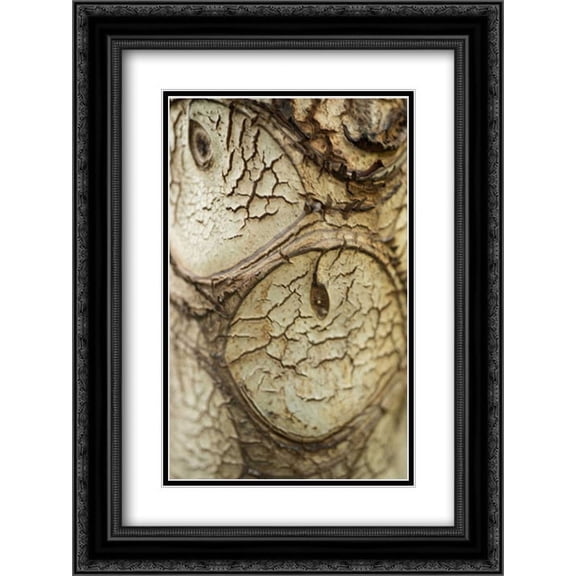 Bark Detail 2x Matted 18x24 Black Ornate Framed Art Print by Berzel, Erin