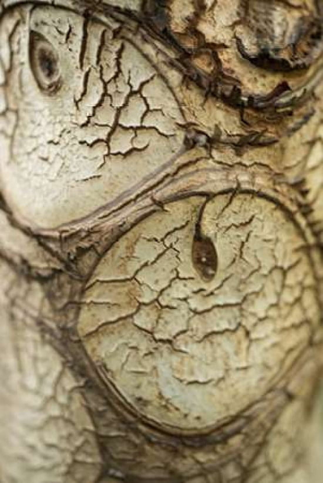 Bark Detail Canvas Art - Erin Berzel (24 x 36)