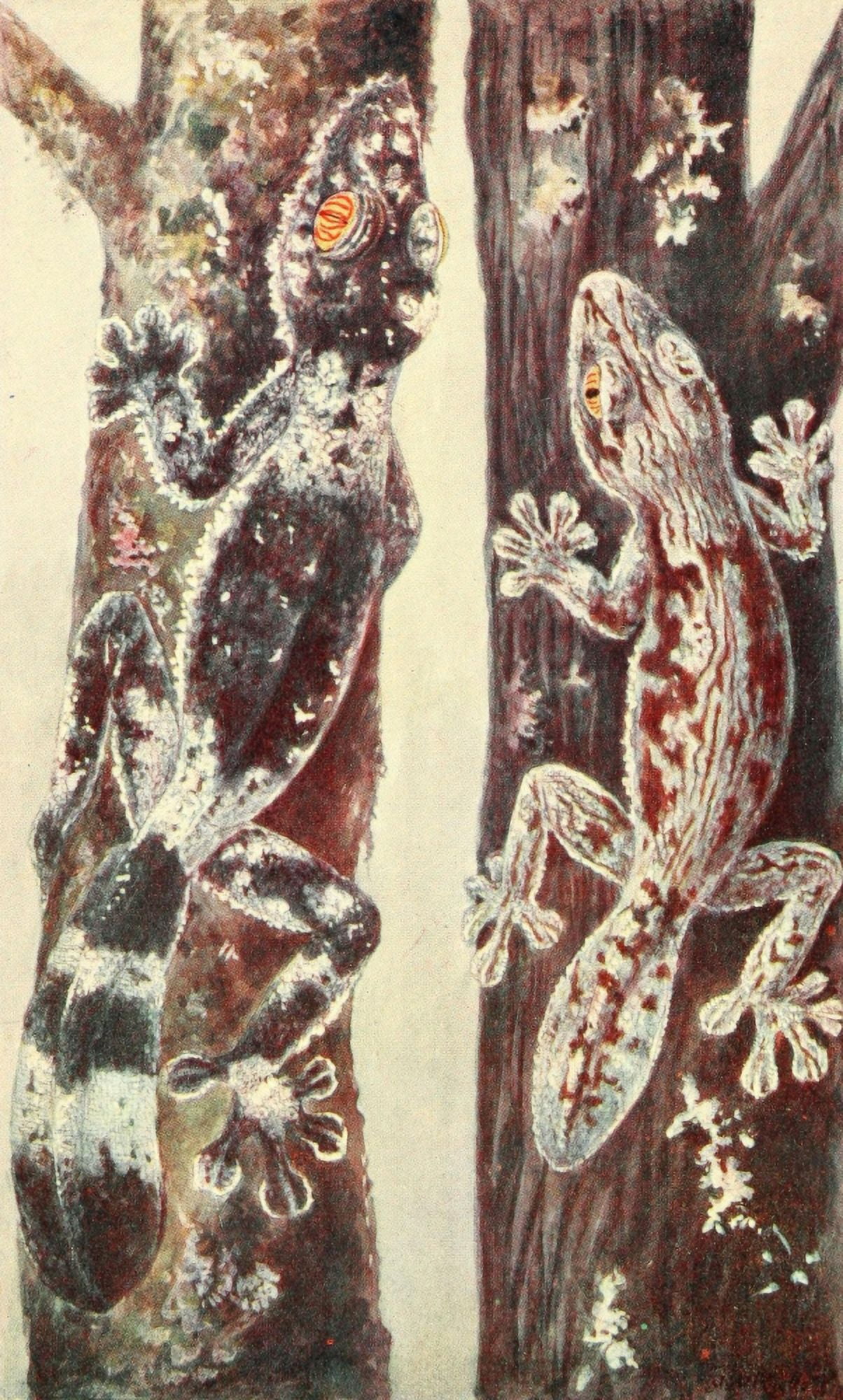 Bark Geckos of Madagascar Canvas Art - James Green (24 x 36)