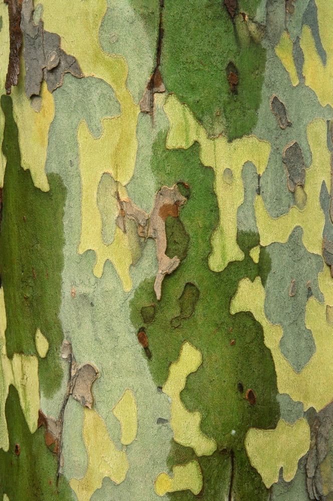 Bark Of A Sycamore Tree Canvas Art - Mike Grandmaison Design Pics (24 x 36)