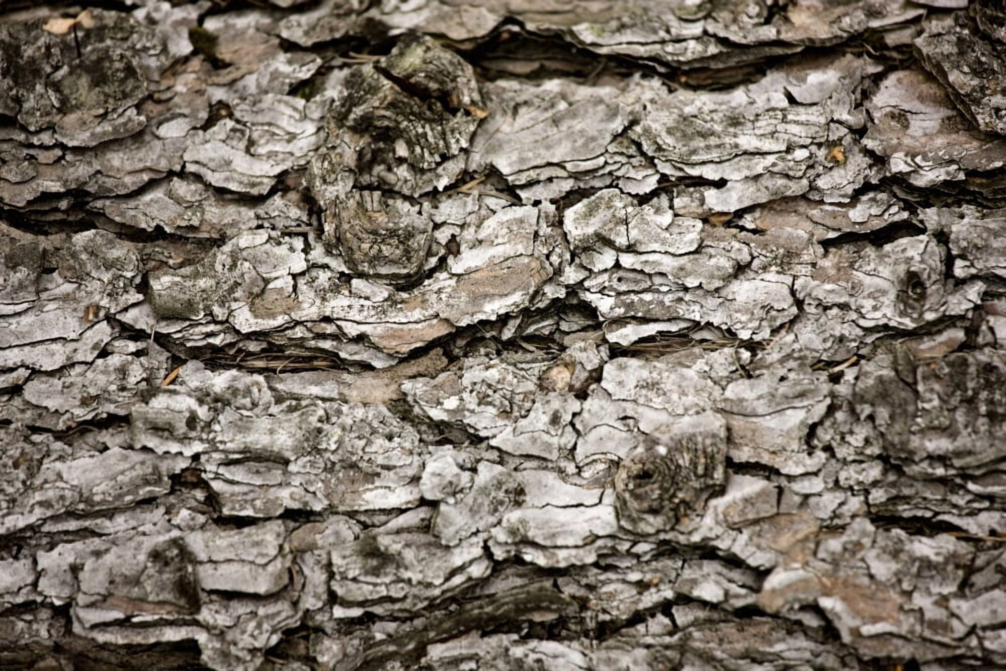 Bark On A Tree Canvas Art - John Short Design Pics (36 x 24)