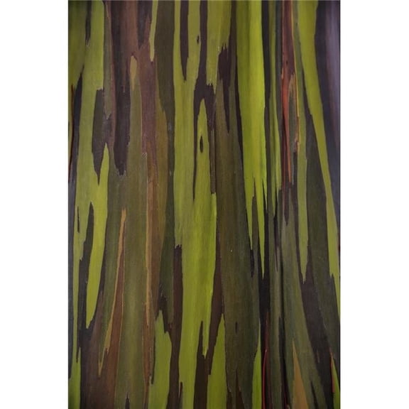 Bark of The Rainbow Eucalyptus Deglupta - Hawaii United States of America Poster Print by Scott Mead - 12 x 19