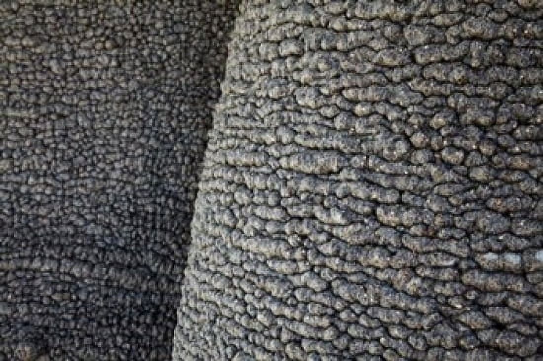 Bark of baobab tree Nyae Nyae Conservancy near Tsumkwe Namibia Canvas Art - David Wall DanitaDelimont (38 x 25)