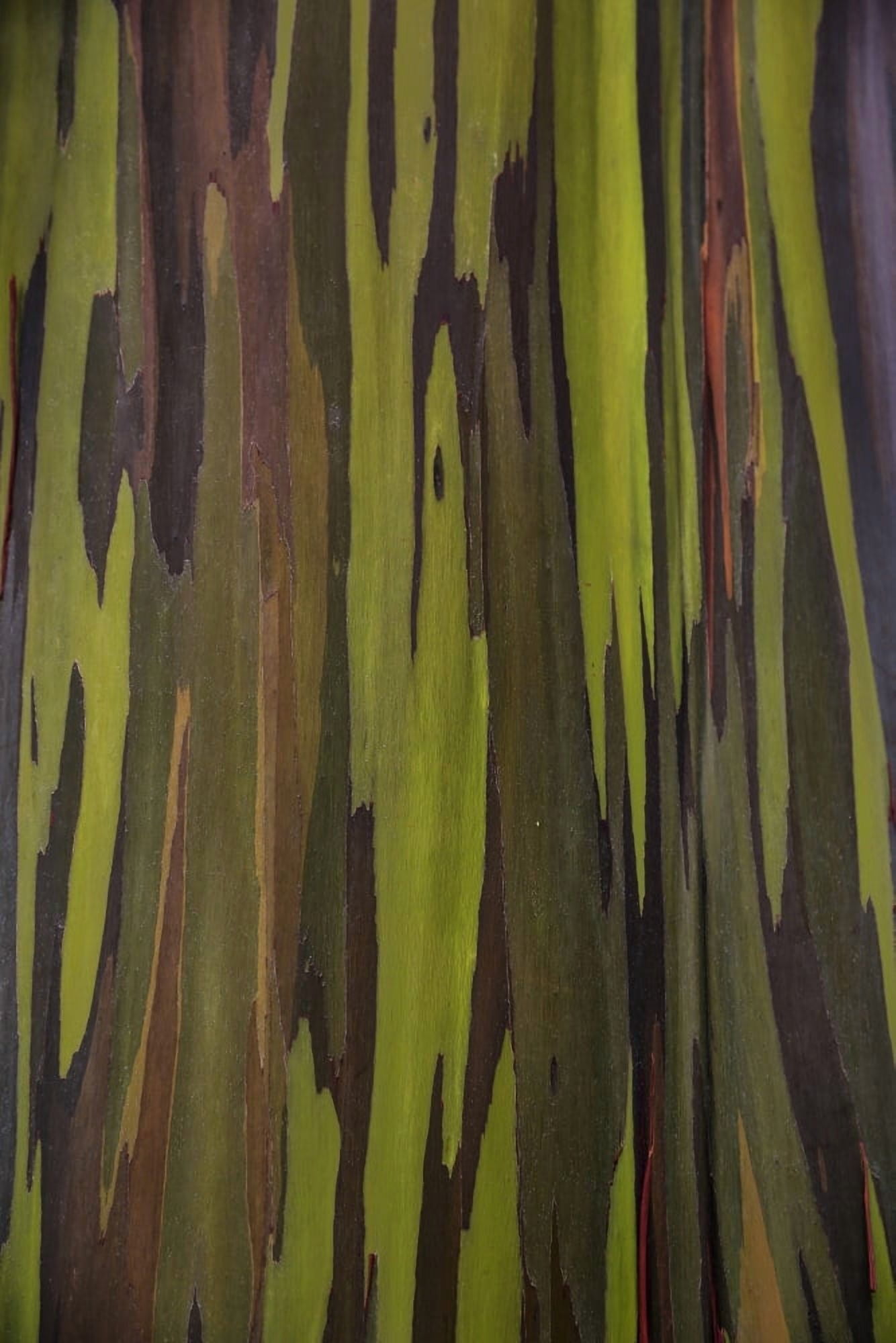 Bark of the Rainbow Eucalyptus (Eucalyptus deglupta) Hawaii United States of America Canvas Art - Scott Mead Design Pics (12 x 19)