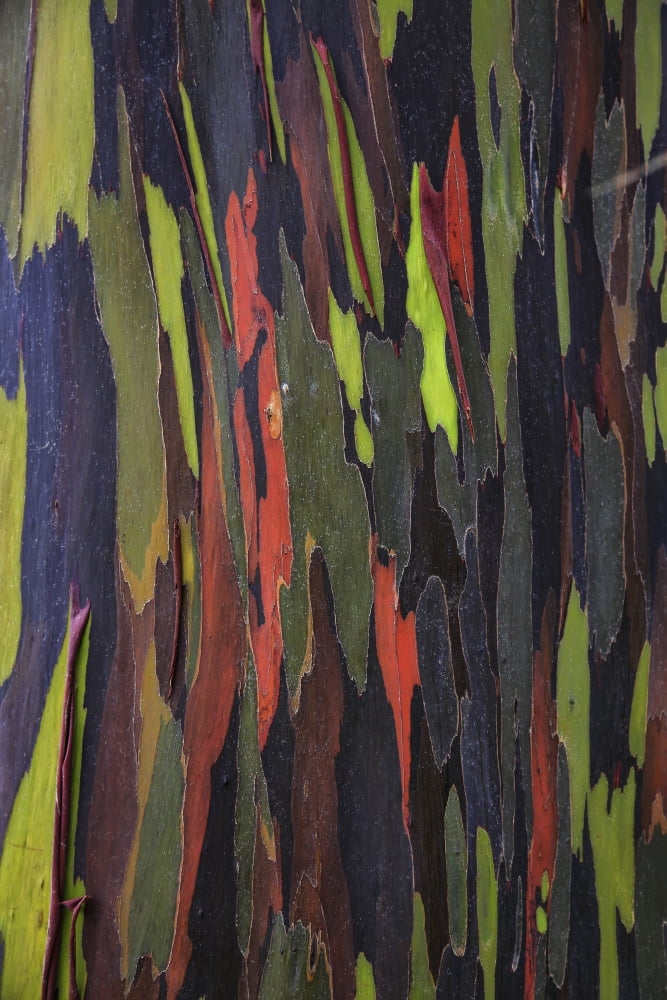 Bark of the Rainbow Eucalyptus (Eucalyptus deglupta) Hawaii United States of America Canvas Art - Scott Mead Design Pics (12 x 19)