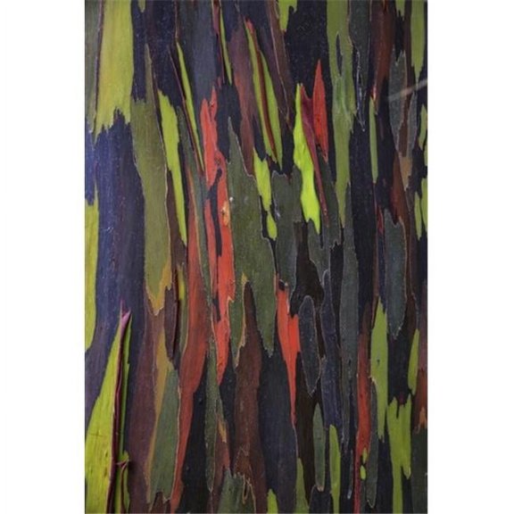 Bark of the Rainbow Eucalyptus ; Hawaii United States of America Poster Print