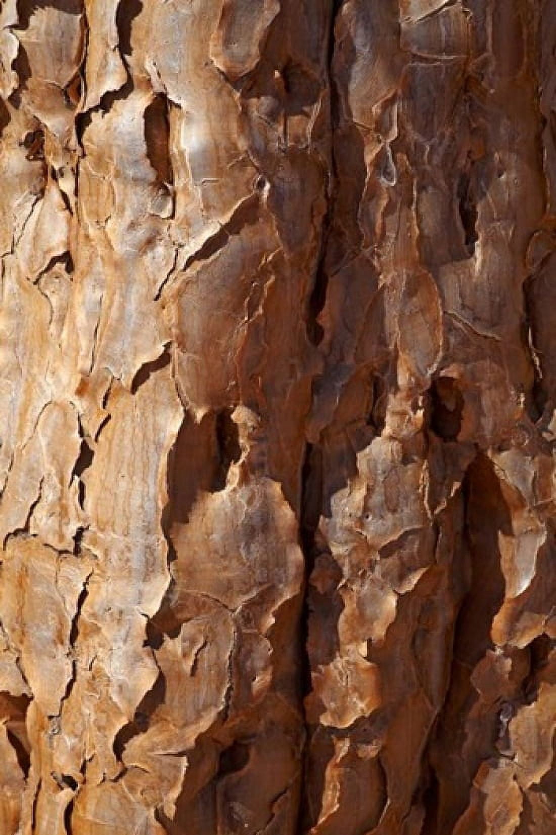 Bark on trunk of Quiver Tree near Fish River Canyon Namibia Canvas Art - David Wall DanitaDelimont (18 x 24)