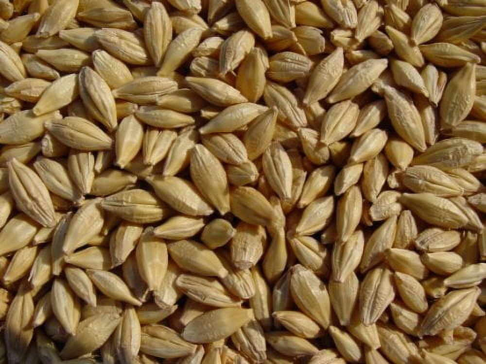 Barley 12 lbs, Unhulled Barley (Hull Intact), Joseph's Grainery Whole