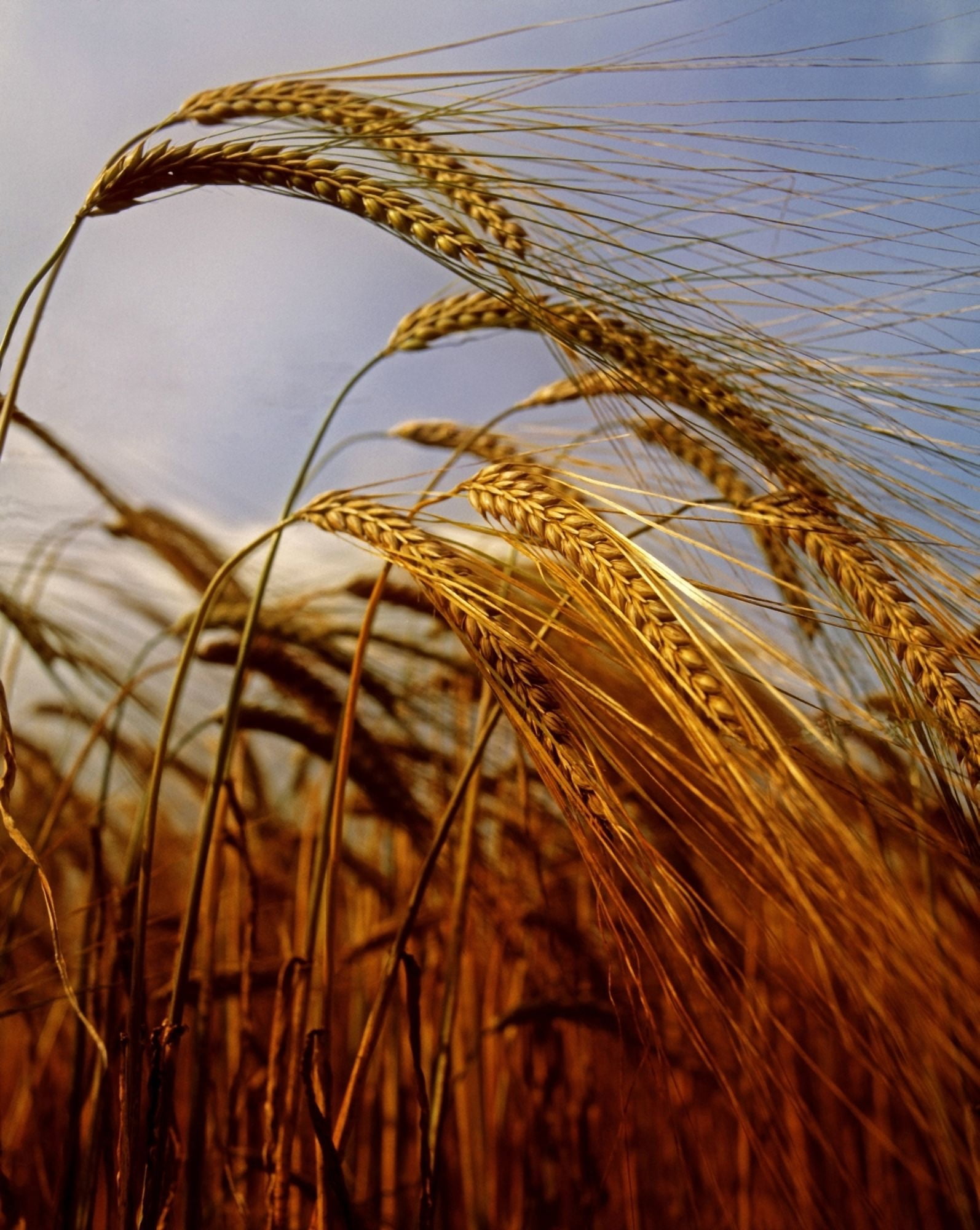 Barley Co Meath Ireland Canvas Art - The Irish Image Collection Design Pics (24 x 32)