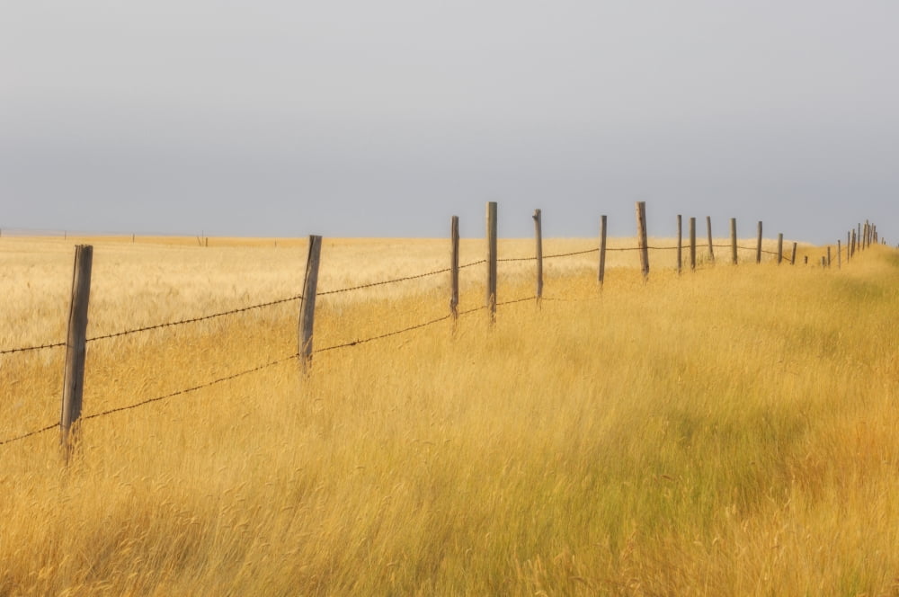 Barley Field And Fenceline Southern Saskatchewan Canvas Art - Peter Carroll Design Pics (17 x 11)