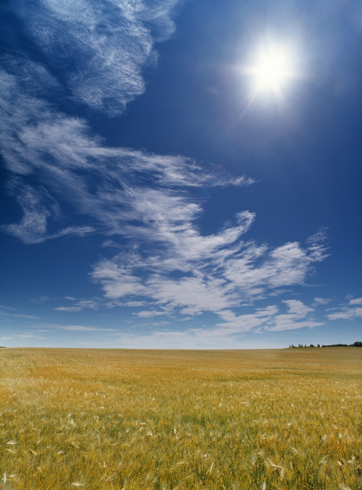 Barley Field Near Airdrie Alberta Canada Canvas Art - Darwin Wiggett Design Pics (24 x 32)