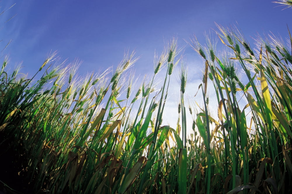Barley Field Near Dugald Manitoba Canvas Art - Dave Reede Design Pics (34 x 22)