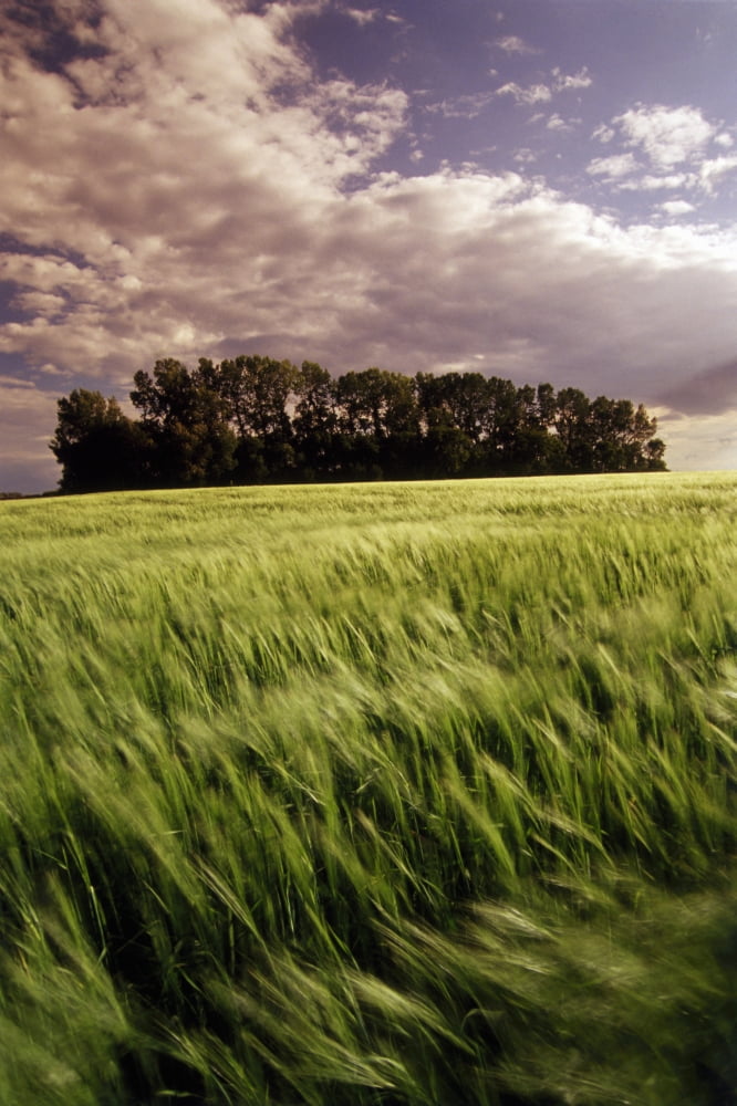 Barley Field Tiger Hills Manitoba Canvas Art - Dave Reede Design Pics (11 x 17)