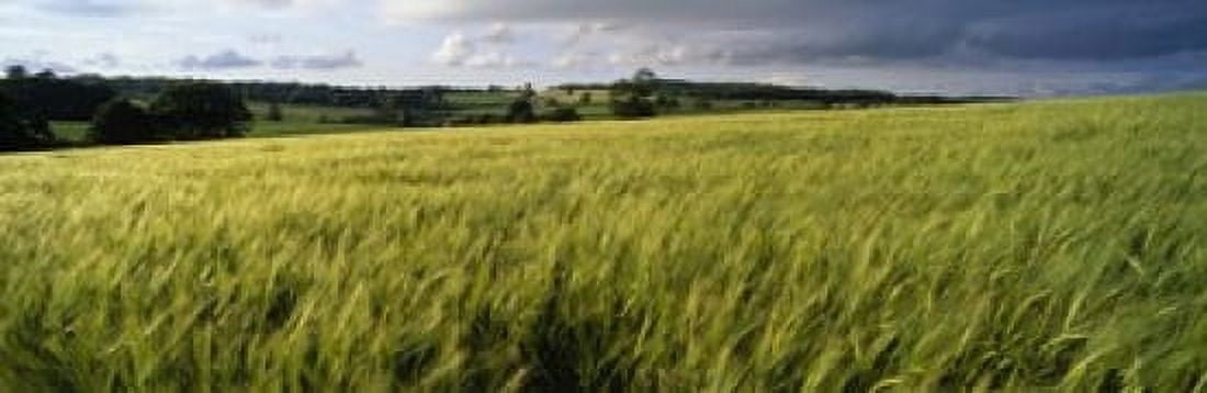 Barley Field Wales United Kingdom Canvas Art - Panoramic Images (18 x 6)